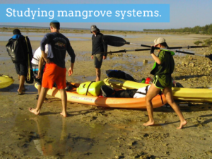 Studying mangrove systems.